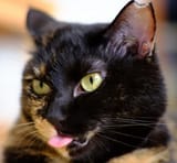 halftoastedblep