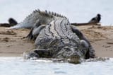 nile crocodile