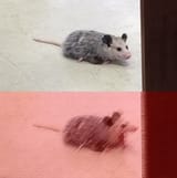 Opossum Scream