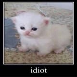 idiot