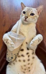 catboba