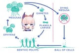 Kokomi life cycle