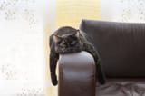 do-cats-get-bored-800x533_800x800