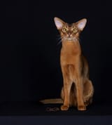 AbyssinianHERO