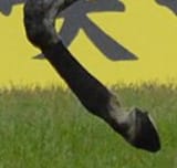 foot
