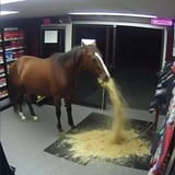 vomiting-horse
