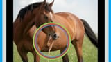 vomiting-horse-clickbait