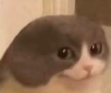 melvin (melvin)