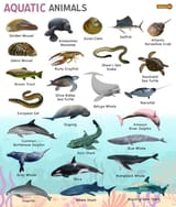 Aquatic-Animals-768x904