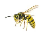 wasp