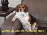 beaglememe