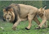lion