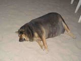 dogg