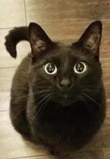 meowdy