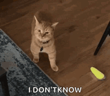 cala-cat