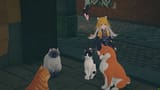 cat king