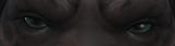 eyes