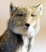 tibetan-fox-square-head