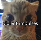 angry cat