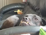 orc