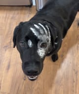 THE AGE OF THE CAT IS OVER
