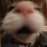 cat2