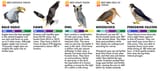 birds