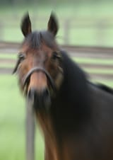 lord e