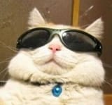 coolcat