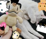 cattoday