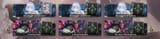 2DecksF2p