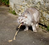 vomiting cat