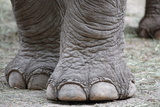 asura feet