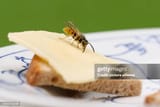wasp-on-cheese-bread