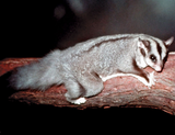feathertail