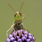 kgIaclN