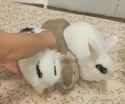 bunny magnetic_thumb.jpg