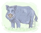 orcs are hairless boars