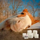 Horses and Sugar