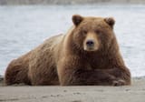 brown-bear-1504708649cqE