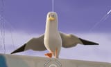 birb