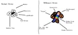 Normal Vs NUBungie