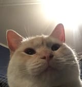 kot