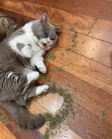 cat weed lmao