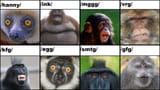 lemurinmonkeychart