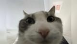 mfw