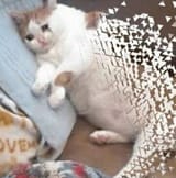 am0pXMlm_700w_0