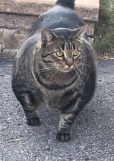 1750473068463