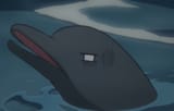 dolphin