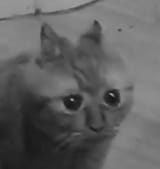 1742954290812332